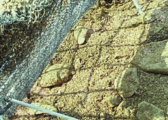 SEED 및 뒤채움토 포설